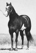 gain breed registration Palomino Quarter Horse Originated in the United