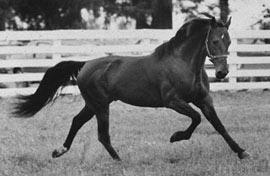 Quarter Horse Saddlebred Originated in the United States Bay, chestnut, black,
