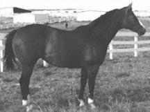 Clydesdale Clydesdale Originated in Scotland Bay, black, brown, or roan in color Heavy pulling Intelligent Must