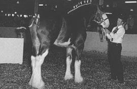 Dun Red Roan Body ranging from tan to red to reddish brown; the mane and tail are black and the legs are usually
