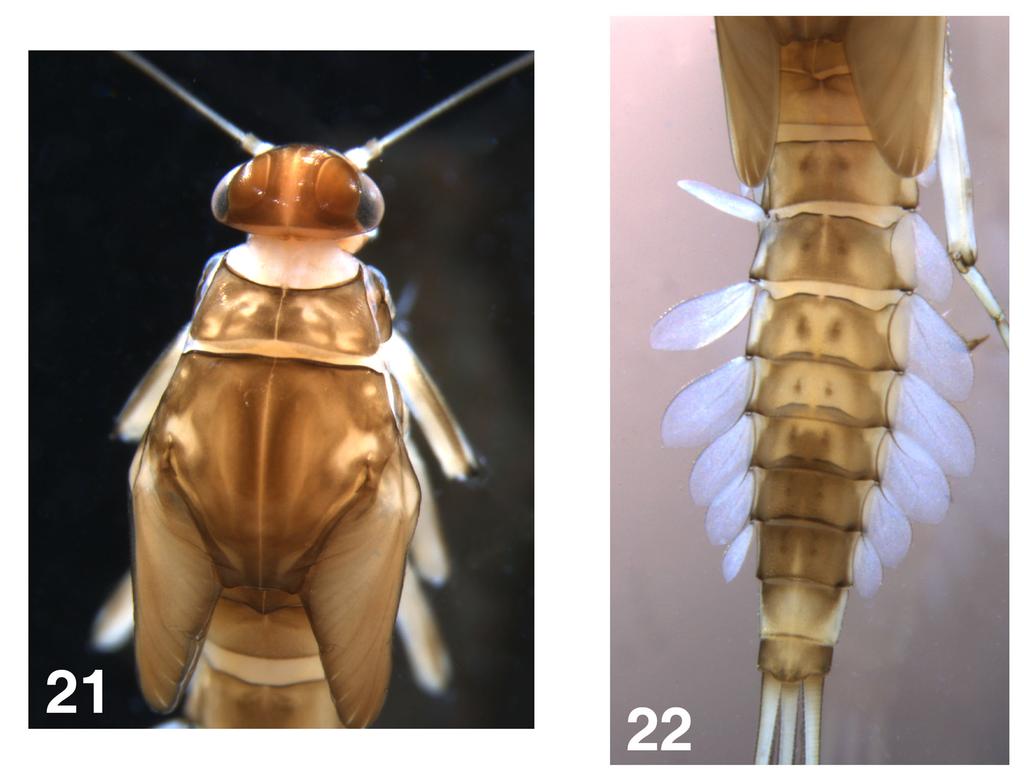 Figures 21 22. Larval structures of Baetis rhodani: 21 : head and thorax. 22 : abdomen. Discussion Godunko et al.