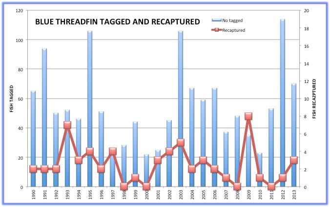 BLUE THREADFIN Fish tagged and recaptured From 1985-2013 there were 1,363 Blue Threadfin tagged in the Fitzroy area with 58 (4.3%) recaptures.