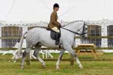MAIN RING - ROR RETRAINING OF RACEHORSES Judge (conformation): Mr R Buckler Judge (riding): Mr J Tizzard Class 114 THE ROR TATTERSALLS THOROUGHBRED RIDDEN SHOW SERIES QUALIFIER 2017 Thoroughbred mare