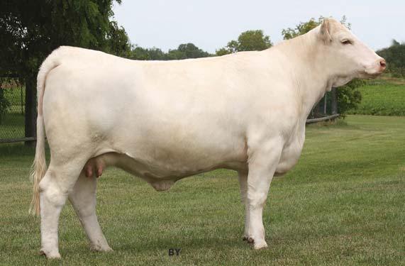 Kirlene Cattle... 17 BW 1.3 WW 49 YW 98 Milk 20.
