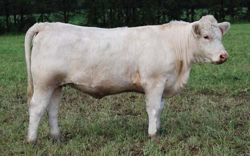 As we reflect back on 34 years of breeding Charolais, we realize the reason we are still in the business is because of performance cattle that survive and thrive in tough and good times.