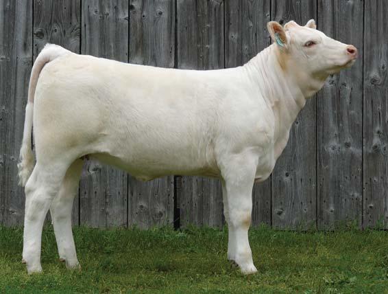Thanks to Helge By, you now have the opportunity to add her to your herd. 32 AMABEC WYNONA 4W BW -0.7 WW 38 YW 64 Milk 22.