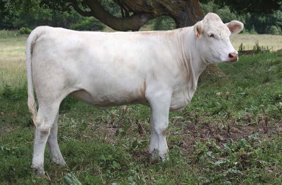 O LAKES TOP KAT 27F (P) LAND O LAKES MS 2W (P) Bred to Land O Lakes Havana 3U Pld on April 9; due January 20 28T ranks in the top 25% of the breed for milk.