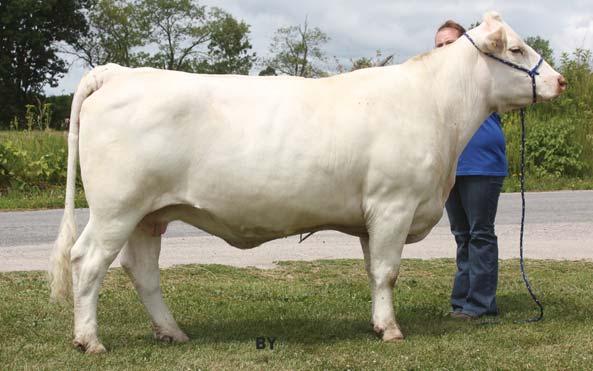 This year we chose to use in our breeding program HBSF Specialist 108U and Land O Lakes Havana 3U. Specialist is the very popular current National Champion Bull.