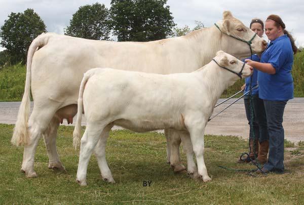 We continue to support the Junior programs with the loan of Land O Lakes calves and yearlings as 4-H projects. The successes and smiling faces of the young Charolais enthusiasts is our reward.