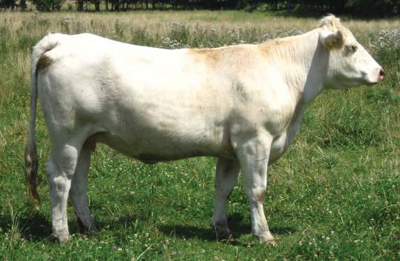 Land O Lakes Charolais... Lot 4 Buds My Dad - Sire of Lots 5, 10, and 13A. Service Sire to Lots 13B and 16A. 4 BW 3.6 WW 55 YW 115 Milk 21.