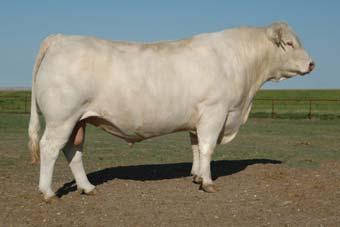 O LAKES GINA 16X (P) Lot 7 Open and ready to flush Sara 28L ranks in the top 5% of the breed for WW,