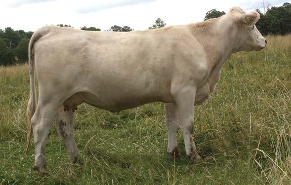 3T ranks in the top 10% of the breed for TM, the top 15% for milk and the top 25% for both WW and YW.
