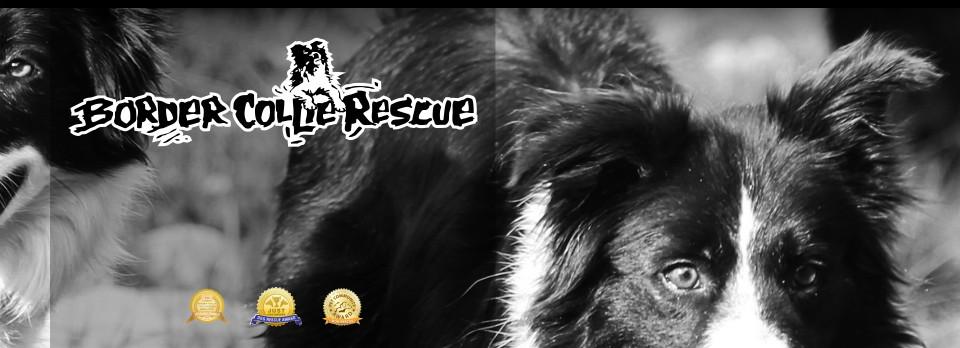 Border Collie Rescue Border Collie Rescue is a non proft organisatonenpo no 00 20p, run by a small dedicated team, that rescues, re-rhabilitates and re-rhomes, unwanted, abandoned and misunderstood