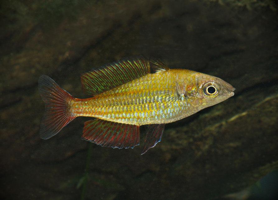Malanda Gold: the tale of a unique rainbowfish from the Atherton Tablelands, now on the verge of extinction Peter J. Unmack 1, Keith Martin 2, Michael P.