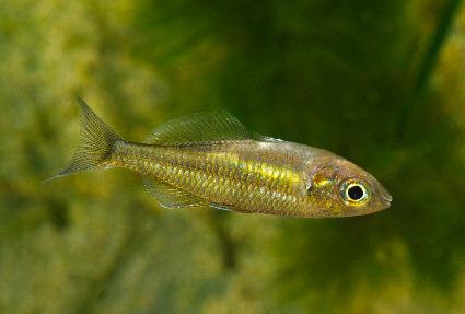 It is a new common name for a striking gold and red coloured, dwarf-sized rainbowfish that is currently waiting to be formally described.