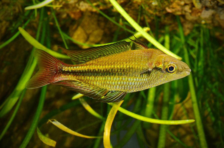 Male Eastern Rainbowfish from an upper North Johnstone
