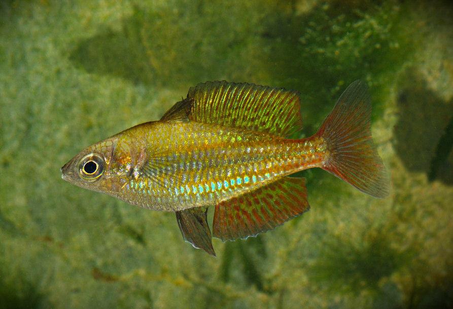 Photo: Keith Martin Male Malanda Rainbowfish from