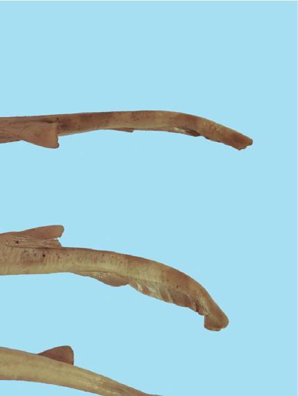 Both examined specimens show faded alternating dark and bright bands, which are remains of the distinct juvenile color pattern of this species (Figures 14(a), 14(b), 14(d), and 14(e)).