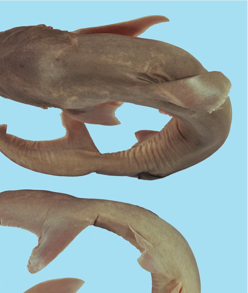 Furthermore, the examined specimen has as described for Carcharhinus dussumieri by Compagno [18] semifalcate pectoral fins (Figure 2(a)), while those of C. sealei are strongly falcate.