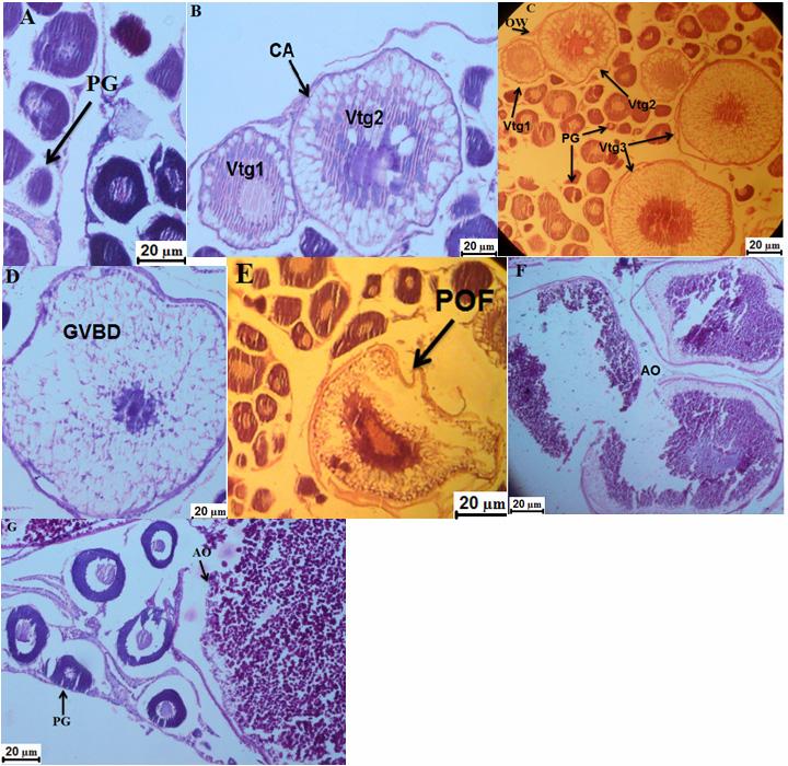 166 H. Dopeikar et al. Figure 4. Histological stages of B. laerta ovarian development stained with hematoxylin and eosin. A) Stage I (Immature). B) Stage II (Developing).