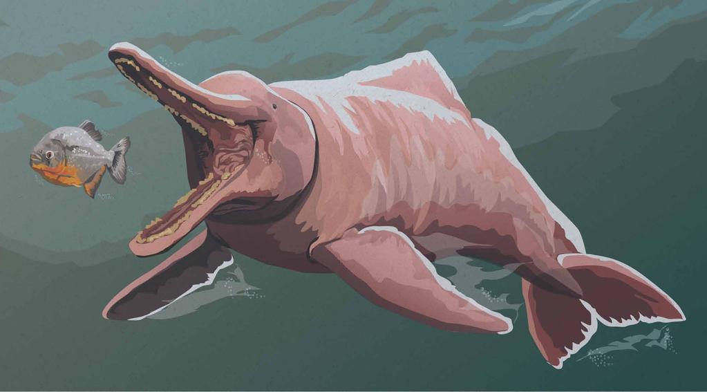 Lessons 17 19 Pink River Dolphin The pink river dolphin is also known as the boto. Unlike dolphins that live in the ocean, the boto lives in rivers in South America.