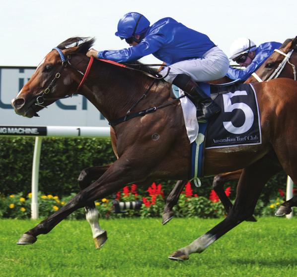 CONTRIBUTER winner of Ranvet Stakes, Gr. 1, Chipping Norton Stakes, Gr. 1, etc.