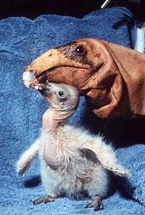 Is the California Condor worth saving from extinction? 1982: 22 individuals in the world.