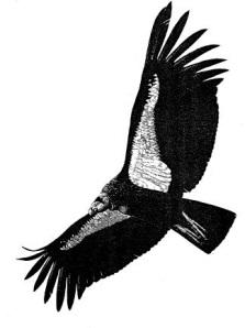 extinction The condor program costs $5 million per year species will be