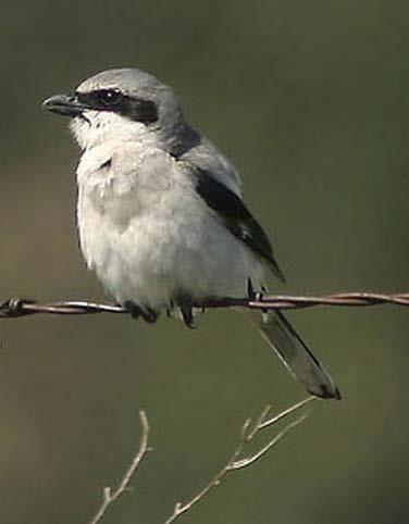 Are shrikes too expensive to save from extinction? Shrike captive breeding program costs ~ $250,000/year.
