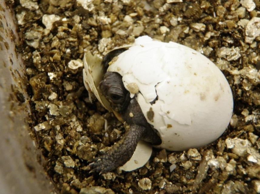 Measuring Benefits to Species For many species we do not yet know the expected benefits of a given conservation action Head-starting turtles: what proportion of artificially incubated young survive