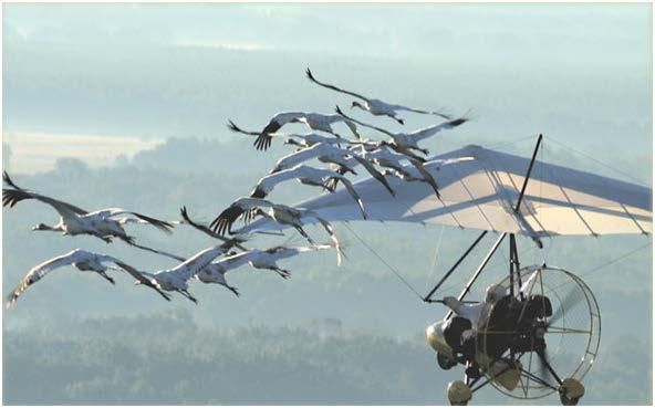 Teaching Cranes to Migrate To create a new migratory population, the captive-reared juveniles need