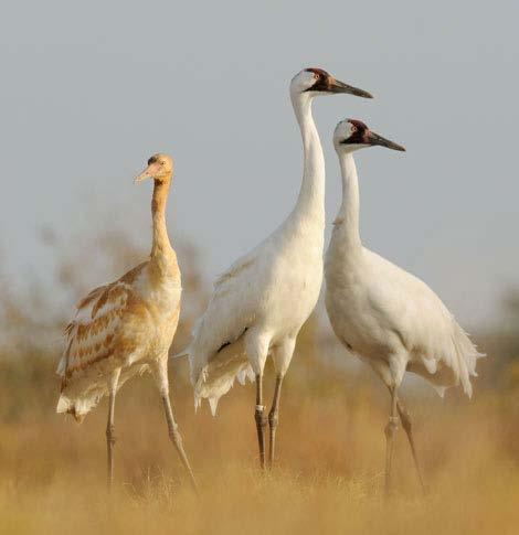 and fly with them to Florida But the 100 captive-reared and now-wild cranes in Wisconsin are bad