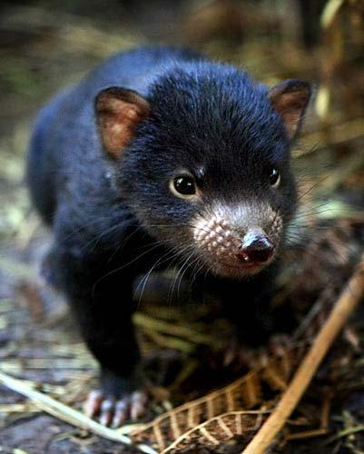 Wild devils have been found that survived the disease (so not 100% fatal now) Devil s milk has very strong antibiotic and