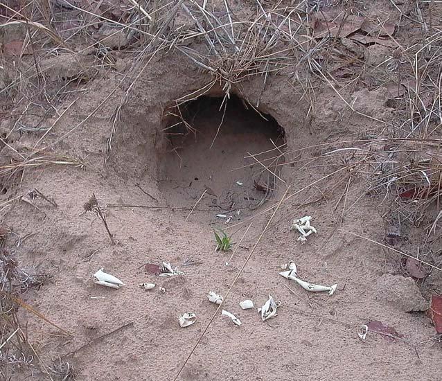 Plate 12: Recently hatched crocodile nest with eggshells located during the survey period 8.0.