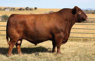 43 0.11 15 0.04 OFFERED BY: SMOKY Y RANCH Smoky Y Hannah 1567C is a March-born heifer who will elevate the quality wherever she is exhibited.