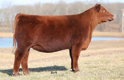 1 58 87 17 11 8 0.21 0.10 21-0.11 OFFERED BY: TWIN WILLOW FARMS TW Annette 528C is a late March heifer from competitive and championship breeding.