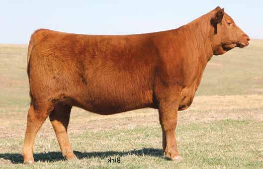 BW 51 188 53 9-4.2 58 99 21 12 3 0.93 0.06 23 0.05 OFFERED BY: TWIN WILLOW FARMS TW Rhianna 510C is one of two females in the offering sired by Brown JYJ Redemption Y1334.