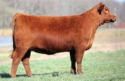 BW 65 523 79 49 5-1.3 53 81 17 9 3 0.50 0.01 16 0.17 OFFERED BY: SMOKY Y RANCH Smoky Y Valentine 1546C is a May heifer calf sired by the Smoky Y herd sire, PZC TMAS Red Zone 2795.