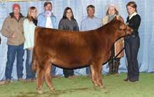 05 Rojas Ventana 5883 is one of the greatest fall-born Red Angus heifer calves to sell this spring.