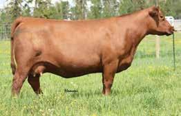 The daughter of Red U2 Mission 61W from Geis Lois 166R is a remarkable addition to the Power Forward Sale line up.