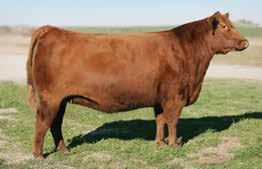 From this family, two Canadian Red Round up sale toppers have been direct daughters of the great foundation donor female.
