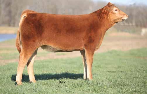 LOT 30 30 FULLBLOOD RED POLLED 9/10/2015 GLDL 541C NFF2093062 ACT.