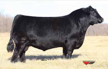 She is the daughter of AAR Ten X 7008 S A that has excellent numbers from top to bottom, and she is one of the very best females ever born and bred in the D BAR L Angus breeding program.
