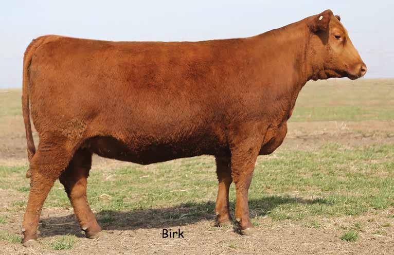 Sire of Lot 35 Service sire of Lot 35 28» POWER FORWARD SALE LSF PROSPECT 2035Z BIEBER FEDERATION B544 35 8/16/2014 BACH F079B 1679458 LOT 35 BACH MS PROPSECT F079B MESSMER PACKER S008 LSF NIGHT