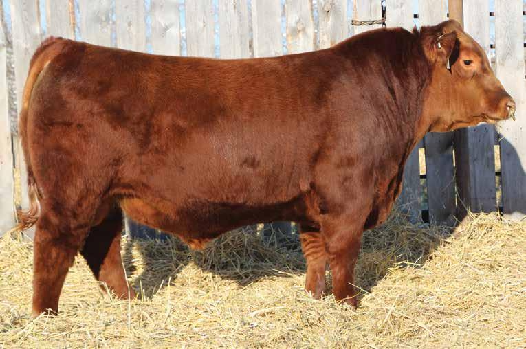 LOT 38 2015 Canadian Western Agribition Rs.