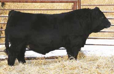 The homozygous polled and homozygous black bull is from some of the most proven Western Canadian blood in the breed.