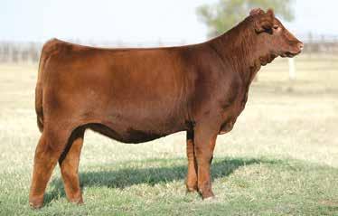 BW 90 653 - - -1.7 0.8 55 79 17 8 2.8 0.28 0.00 18-0.02 OFFERED BY: BLAIRS.AG CATTLE CO.