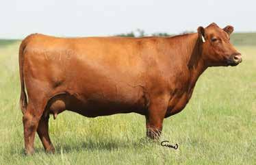 The flush is to be conducted under the management of Trans Ova Genetics, Onida, SD, and under the supervision of Blairs.Ag. Blairs.Ag offers conventional semen from any Blairs.
