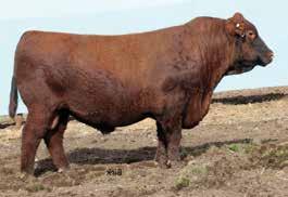 18 OFFERED BY: BACHMAN CATTLE FARMS Selling Half embryo interest in both cow and heifer calf EPD/Index Profile: Herdbuilder Index = 202, Top 1% Gridmaster Index = 50, Top 20% Weaning Weight EPD = 83,
