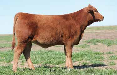 18, Top 30% 10 EPD/Indexes in Top 30% 9 EPD Indexes in Top 20% 8 EPD/Indexes in Top 10% Jefferies Ms Chinook Y929 is sired by Bieber H Hughes W109, 1 of 694 progeny recorded in the record book at Red